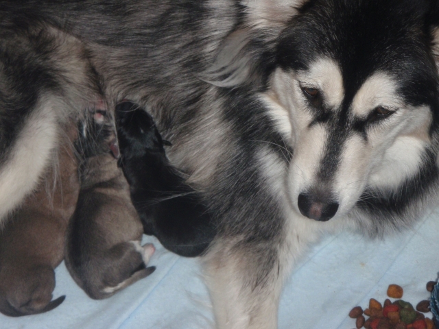 Sara and her pups