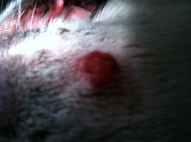Histiocytoma on dog, 13 yrs.