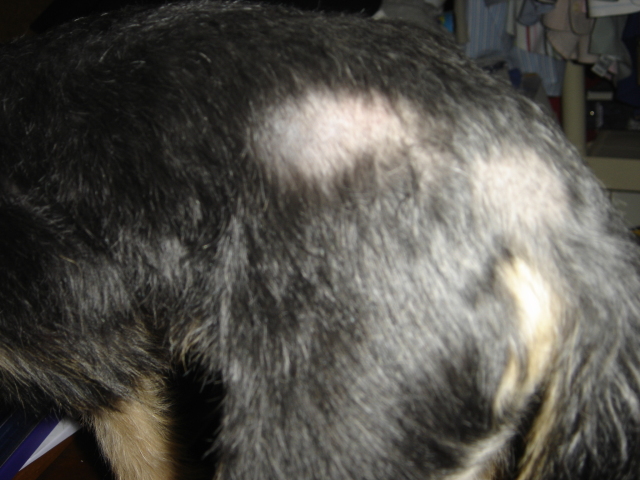 Balding Spots on Chinese Crested Powder Puff