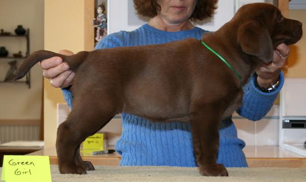 7 1/2 weeks old Stacked Puppy