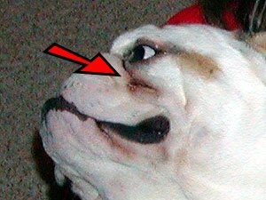 bulldog tear stains