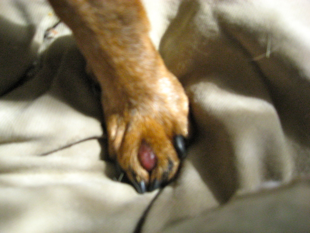 Bubble between my Dogs paw