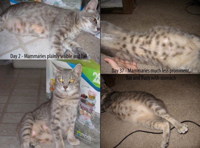 Pregnant Kitty Mammaries