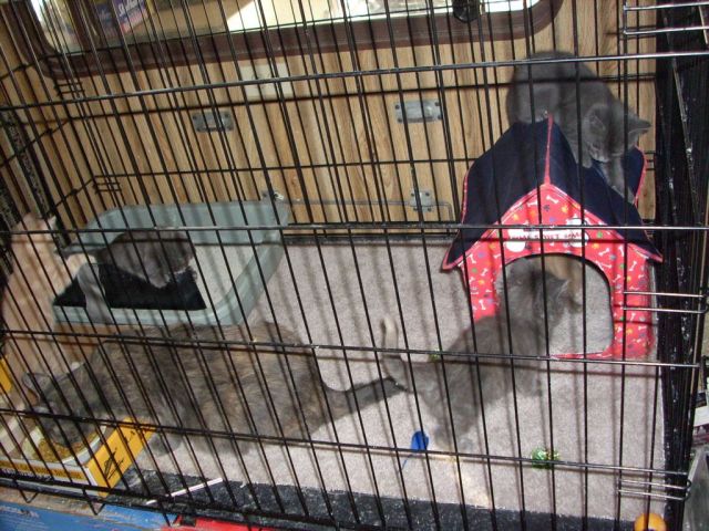 Dog crate used for cats