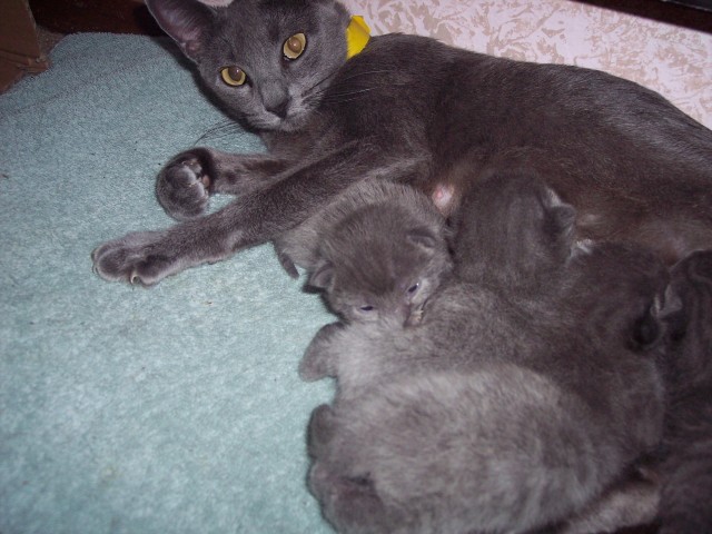 Blue Mom & kittens