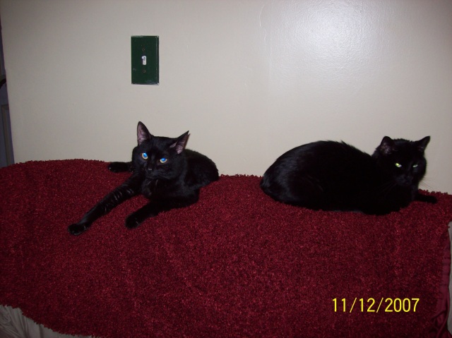 Our cats...Payten and Poser