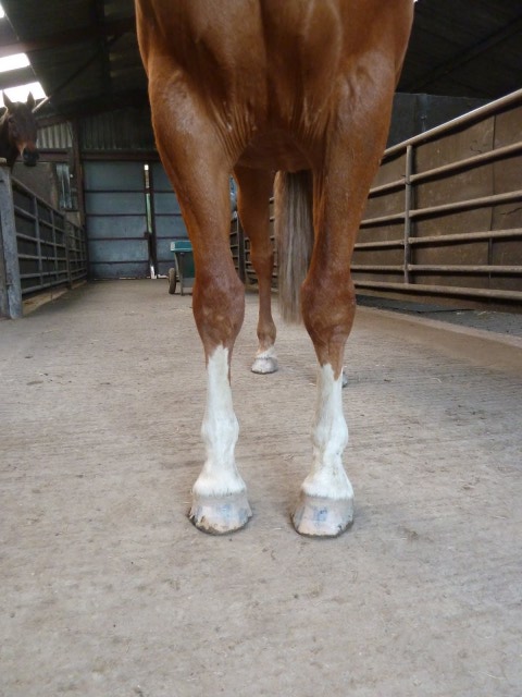 horse with flat feet with thin sole