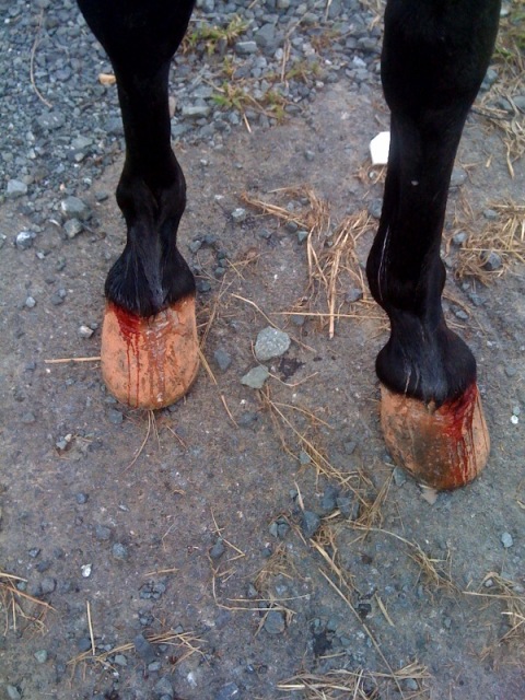 bleeding hooves