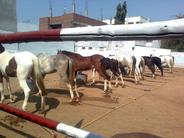 horses parked