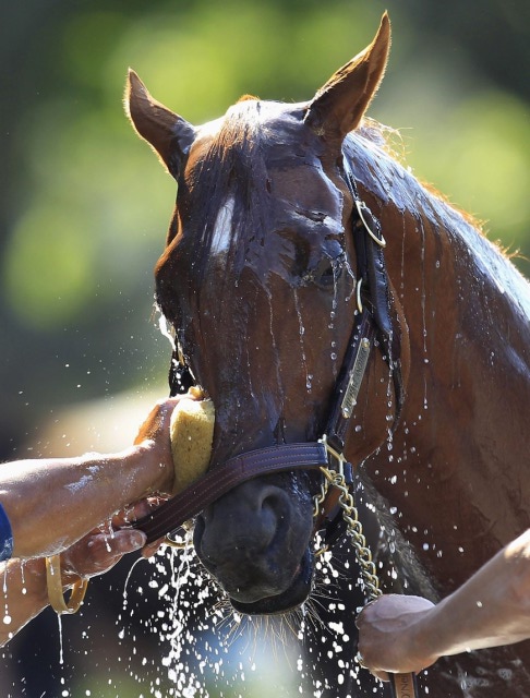 washing horse face