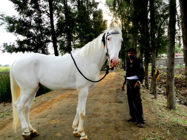 judge confirmation of this marwari horse