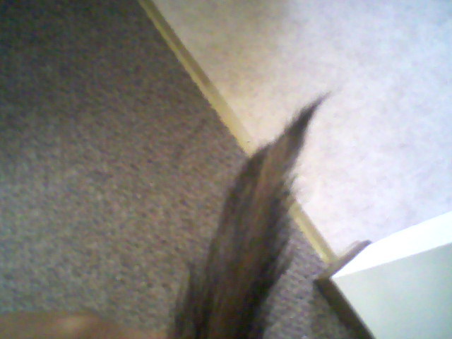 beckys tail