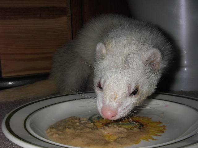 Ferret with her food