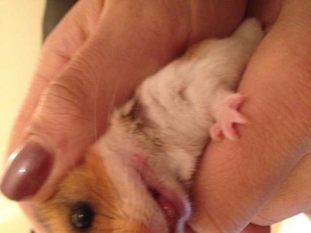 Hamster - Growth on Mouth