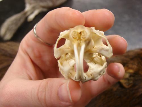 Front view of cavy teeth