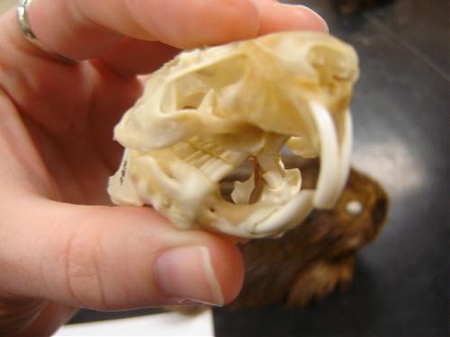 Side view of cavy teeth