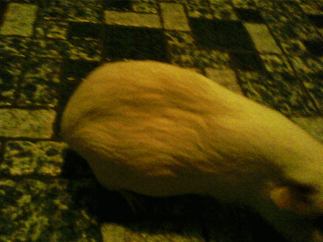 My guinea pig