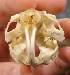 cavy teeth front view