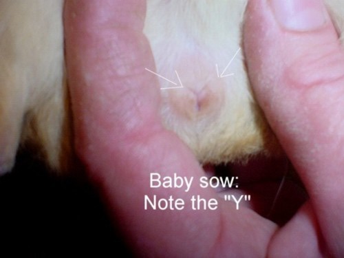 Newborn baby sow