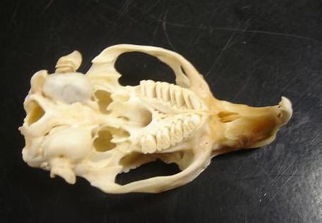 Cavy skull and inside of mouth