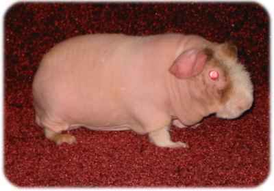 Skinny Pig