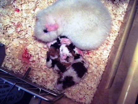 Teddy sow with babies