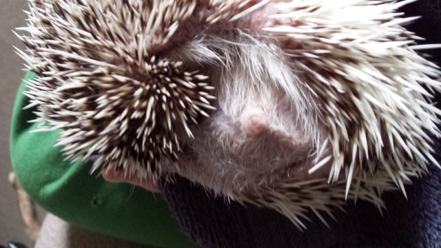 hedgehogs swollen