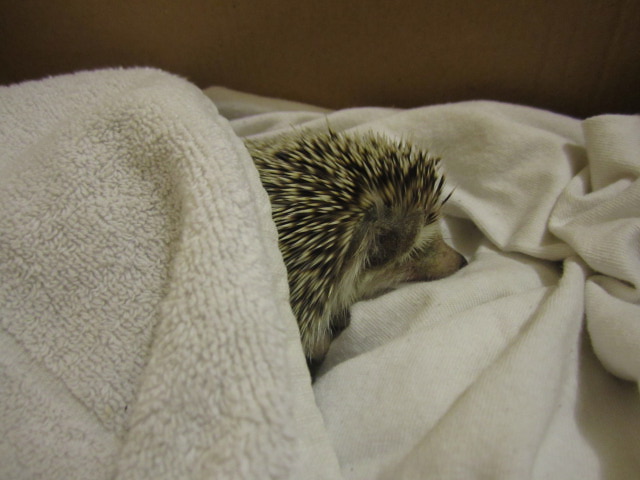 Hedgie all tucked in