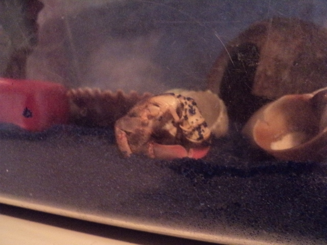 My hermit crab