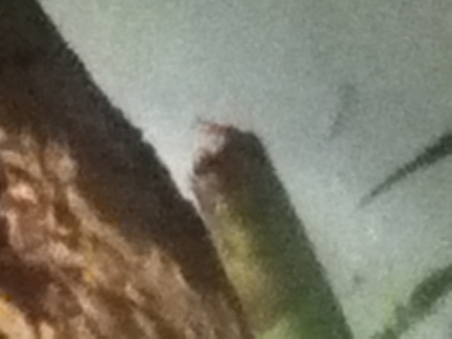 My iguana tail