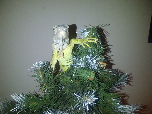 Garth on the christmas tree