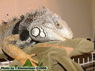 Iguana Sex Toy