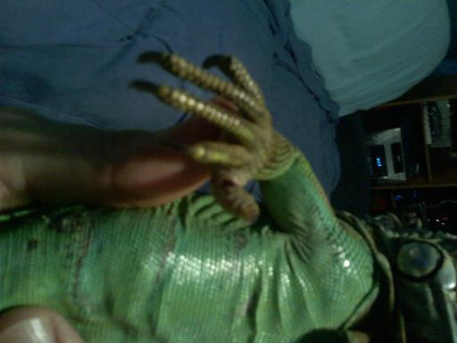 my iguanas foot