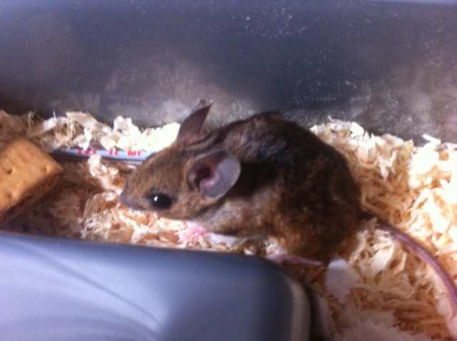 injured mouse