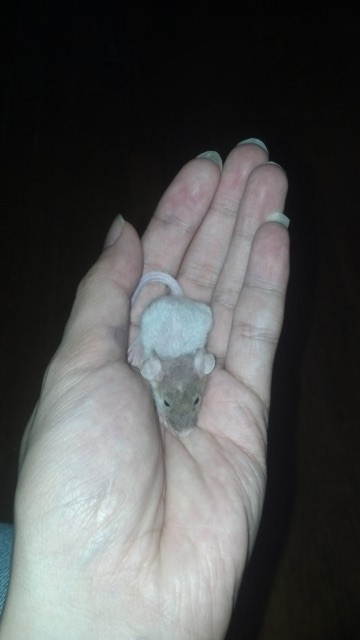 My baby mouse