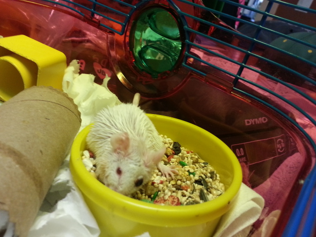 Nilla eating in the big girl cage