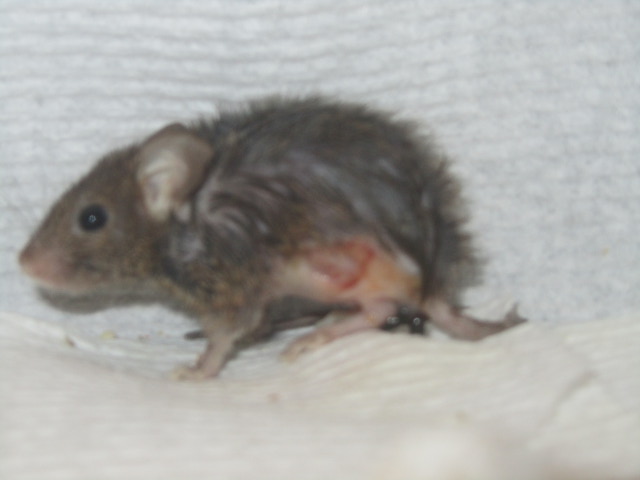 Wounded House Mouse
