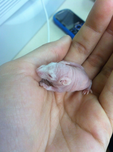 A single baby mouse