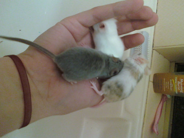 My 3 mice