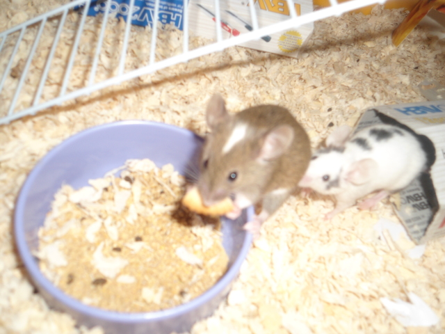 eating mouse ^^