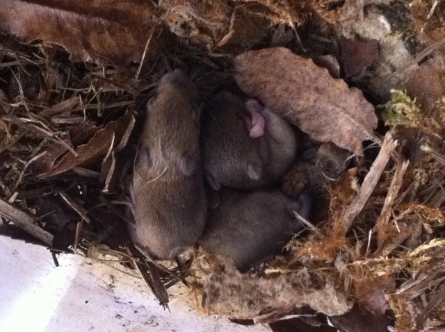 Mouse pups found