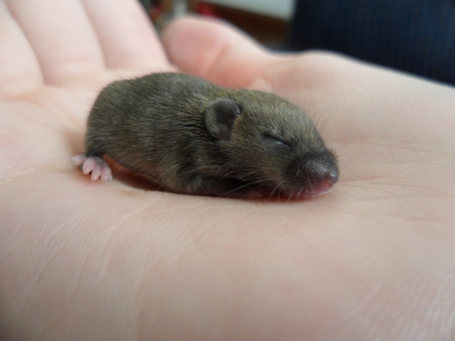 baby mouse July 16th