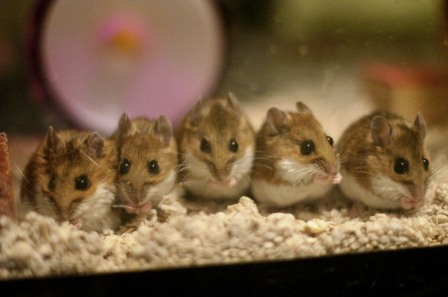 Mice Eating Dinner