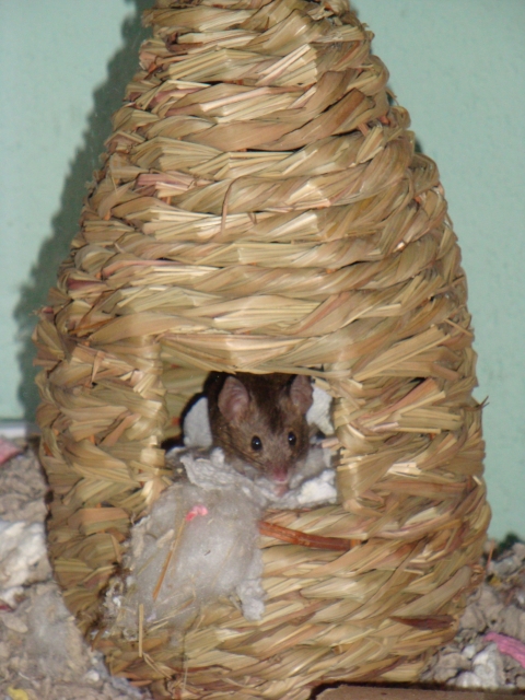 Mouse Nest