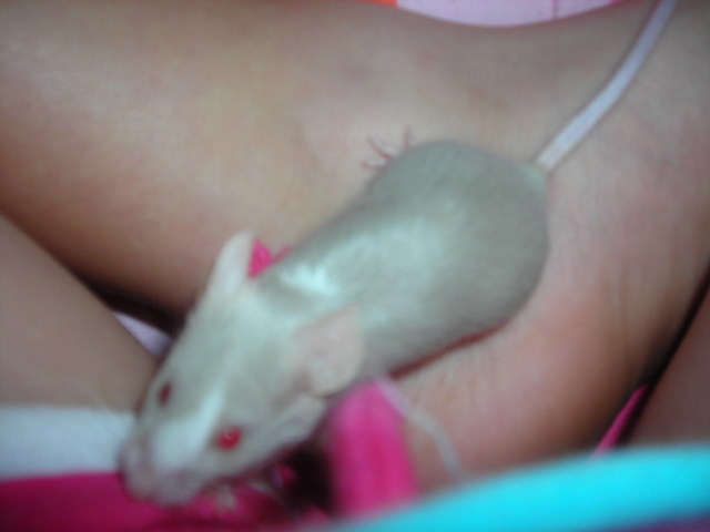 my mouse bella