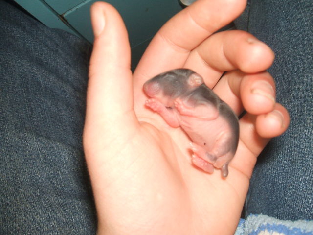 newborn critter