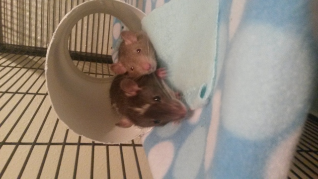 my baby rats