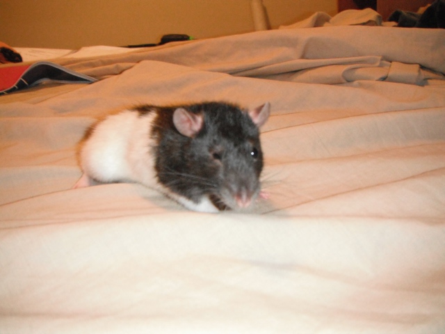 Female rat 