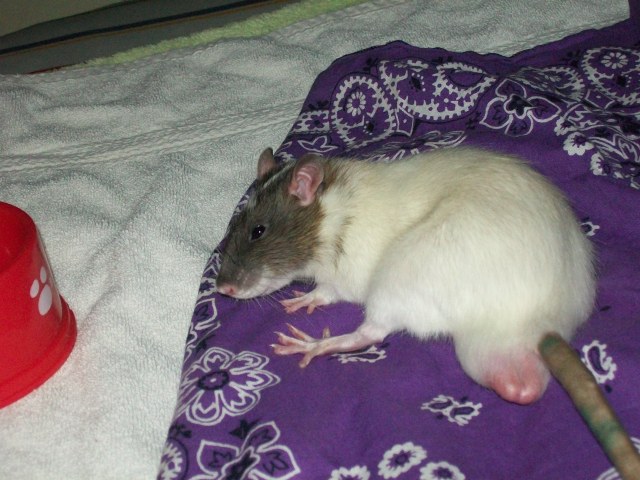 My rat.