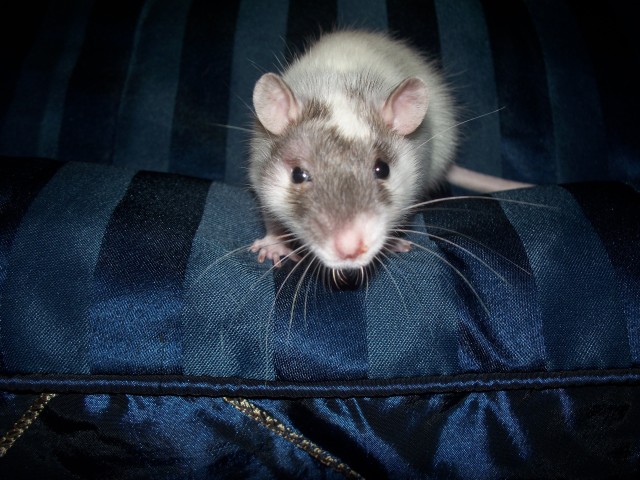 my baby rat, Texas